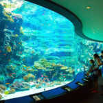 Dive into Sea Life London Aquarium wonders: explore the Ocean Tunnel, marvel at jellyfish, visit playful penguins, and discover vibrant coral reefs. A must-see for all ages!